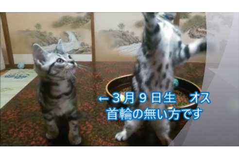 成約済の長野県のアメリカンショートヘア-10442